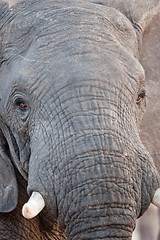 Image showing Portrait of a wild elephant in southern Africa.