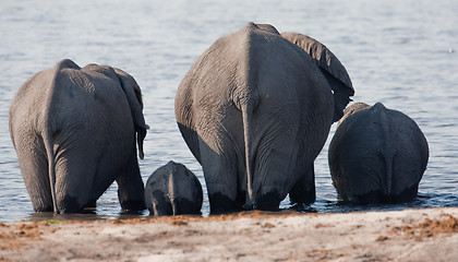 Image showing Group of wild elephants at a waterhole.