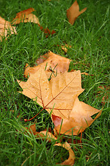 Image showing Fall maple leaves