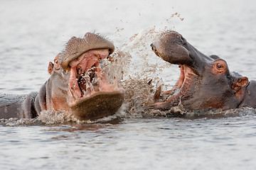 Image showing Group of wild hippos  at a waterhole.