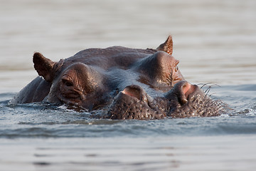 Image showing Portrait of wild hippo at a waterhole.