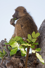 Image showing Portrait of a wild baboon in southern Africa.