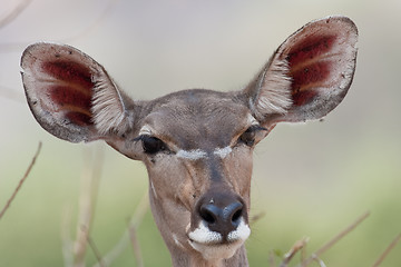 Image showing Portrait of a female Kudu in southern Africa.