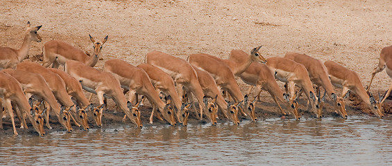 Image showing Drinking impalas standing at a waterhole.