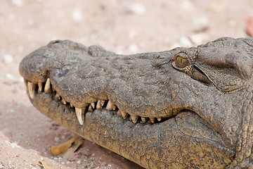 Image showing Portrait of a nile crocodile in southern Africa.