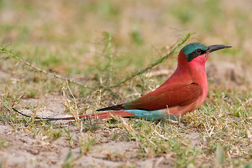 Image showing Portrait of a bee-eater in southern Africa.