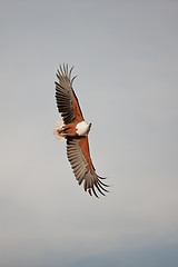 Image showing African fish eagle in flight.