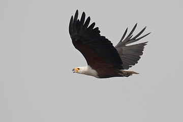 Image showing African fish eagle in flight.