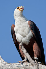 Image showing Portrait of an african fish eagle in southern Africa.