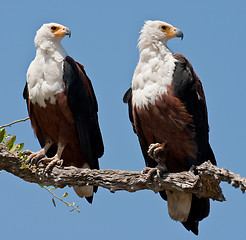 Image showing Couple of fish eagles sitting on a tree.