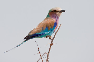 Image showing Portrait of a lilac breasted roller in southern Africa.