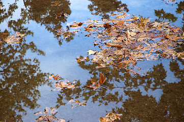 Image showing Fall maple leaves in puddle
