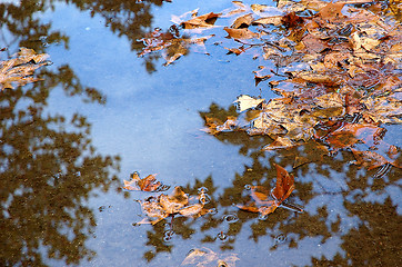 Image showing Fall maple leaves in puddle