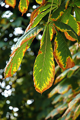 Image showing Autumn chestnut leaves