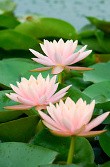 Image showing Pink water lily