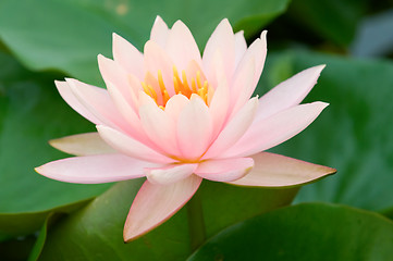 Image showing Pink water lily