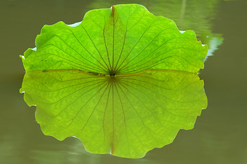 Image showing Lotus leaf with reflection