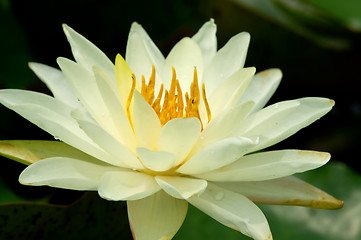 Image showing White water lily