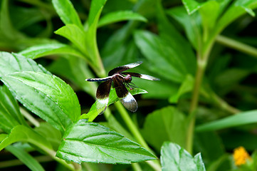 Image showing Dragonfly on leaf