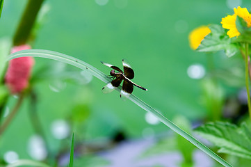 Image showing Dragonfly on leaf