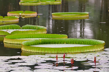 Image showing Lotus leafs