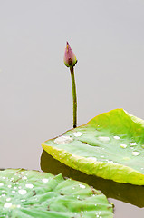 Image showing Lotus bud and leaf