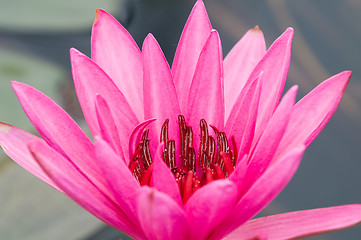 Image showing Pink water lily