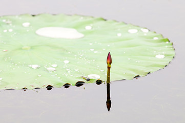 Image showing Lotus bud and leaf