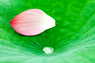 Image showing Lotus petal over leaf