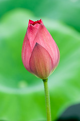 Image showing Pink lotus flower