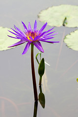 Image showing Purple water lily