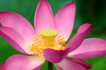 Image showing Lotus flower