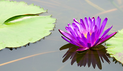 Image showing Purple water lily