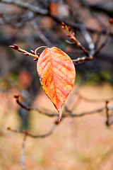 Image showing Details of leaf