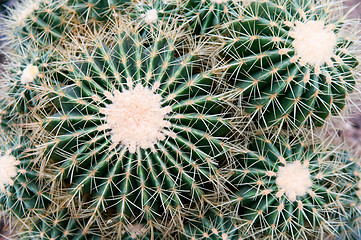 Image showing Cactus Thorns