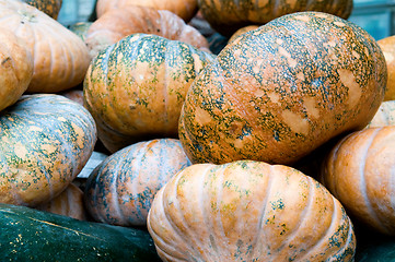 Image showing Pumpkins