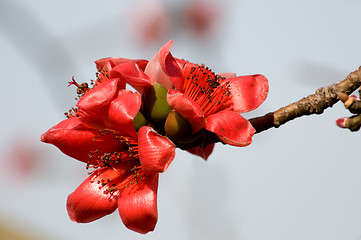 Image showing Flowers of ceiba