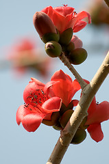 Image showing Flowers of ceiba