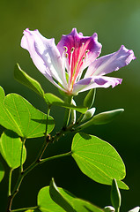 Image showing Bauhinia blakeana