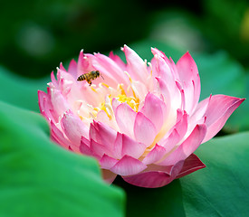 Image showing Blooming lotus flower and a bee