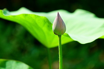 Image showing The blossom of lotus and leaves