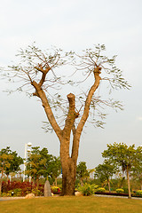 Image showing Abstract tree branches