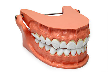 Image showing Teeth model