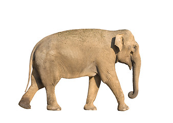 Image showing Elephant