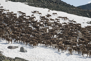 Image showing Herd of reindeers