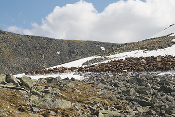 Image showing Herd of reindeers