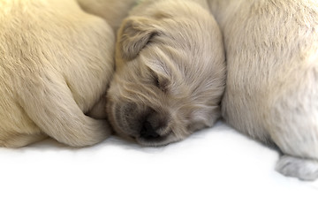 Image showing Golden retriever puppy isolated on white background 