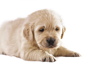 Image showing Golden retriever puppy isolated on white background 