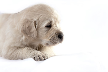 Image showing Golden retriever puppy isolated on white background 