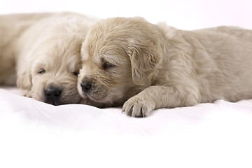 Image showing Golden retriever puppy isolated on white background 